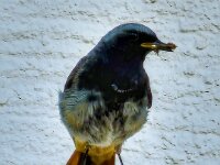 Tiere 0728