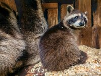 Tiere 0729