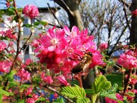 Natur 0011