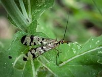 Natur 0289