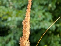 Natur 0291