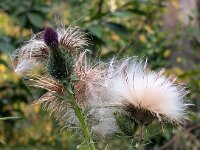 Natur 0292