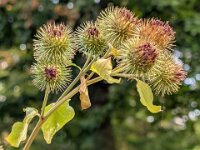 Natur 0295