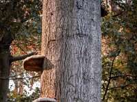 Natur 0296