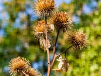 Natur 0297