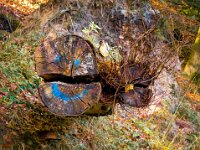 Natur 0298