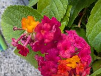 Natur 0303