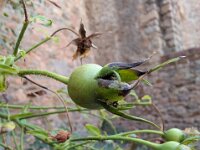 Natur 0305