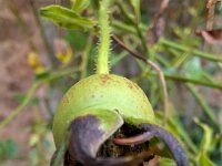 Natur 0306